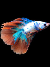 Load image into Gallery viewer, Male Fullmoon - Fancy Orange Tail #2100 - Live Betta Fish
