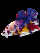 Load image into Gallery viewer, GIANT Male Halfmoon Plakat - Multicolor #2101 - Live Betta Fish
