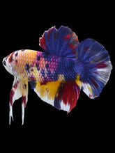 Load image into Gallery viewer, GIANT Male Halfmoon Plakat - Multicolor #2101 - Live Betta Fish
