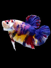 Load image into Gallery viewer, GIANT Male Halfmoon Plakat - Multicolor #2101 - Live Betta Fish
