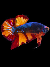 Load image into Gallery viewer, GIANT Male Halfmoon Plakat - Fire Nemo #2102 - Live Betta Fish
