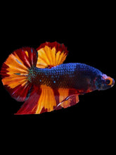 Load image into Gallery viewer, GIANT Male Halfmoon Plakat - Fire Nemo #2102 - Live Betta Fish
