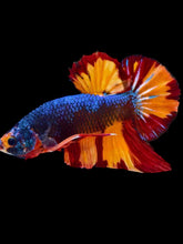Load image into Gallery viewer, GIANT Male Halfmoon Plakat - Fire Nemo #2102 - Live Betta Fish
