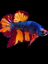 Load image into Gallery viewer, GIANT Male Halfmoon Plakat - Fire Nemo #2102 - Live Betta Fish
