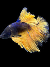 Load image into Gallery viewer, Male Rosetail - Blue Mustard #2102 - Live Betta Fish

