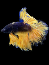 Load image into Gallery viewer, Male Rosetail - Blue Mustard #2102 - Live Betta Fish
