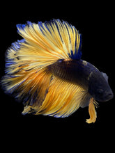 Load image into Gallery viewer, Male Rosetail - Blue Mustard #2102 - Live Betta Fish
