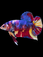 Load image into Gallery viewer, GIANT Male Halfmoon Plakat - Multicolor #2103 - Live Betta Fish
