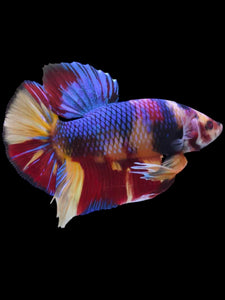 GIANT Male Halfmoon Plakat - Multicolor #2103 - Live Betta Fish