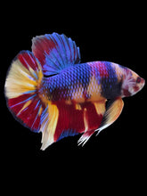 Load image into Gallery viewer, GIANT Male Halfmoon Plakat - Multicolor #2103 - Live Betta Fish
