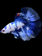 Load image into Gallery viewer, Male Halfmoon - Blue Cow #2103 - Live Betta Fish
