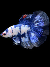 Load image into Gallery viewer, Male Halfmoon - Blue Cow #2103 - Live Betta Fish

