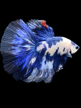Load image into Gallery viewer, Male Halfmoon - Blue Cow #2103 - Live Betta Fish
