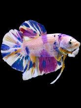 Load image into Gallery viewer, GIANT Male Halfmoon Plakat - Unicorn #2104 - Live Betta Fish
