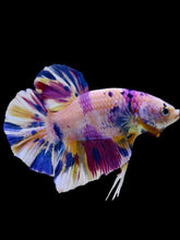 Load image into Gallery viewer, GIANT Male Halfmoon Plakat - Unicorn #2104 - Live Betta Fish
