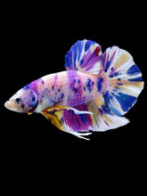 Load image into Gallery viewer, GIANT Male Halfmoon Plakat - Unicorn #2104 - Live Betta Fish
