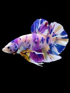 GIANT Male Halfmoon Plakat - Unicorn #2104 - Live Betta Fish