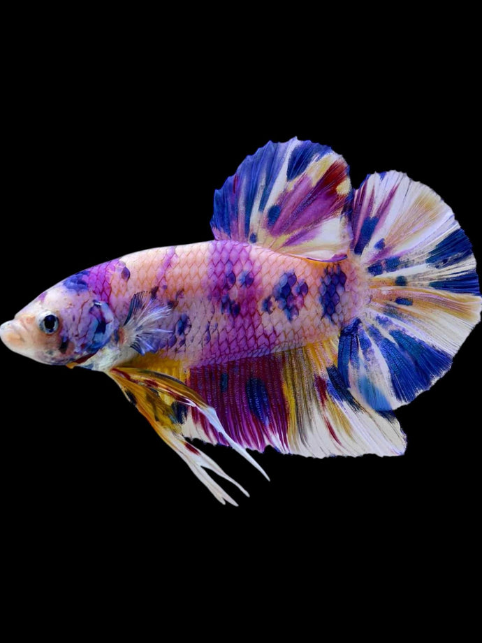 GIANT Male Halfmoon Plakat - Unicorn #2104 - Live Betta Fish