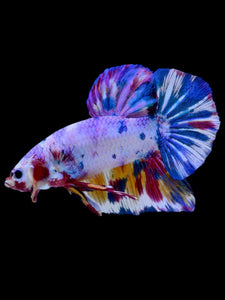 GIANT Male Halfmoon Plakat - Unicorn #2105 - Live Betta Fish