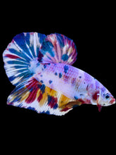 Load image into Gallery viewer, GIANT Male Halfmoon Plakat - Unicorn #2105 - Live Betta Fish
