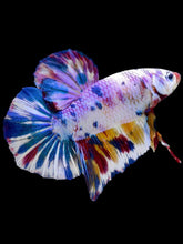 Load image into Gallery viewer, GIANT Male Halfmoon Plakat - Unicorn #2105 - Live Betta Fish
