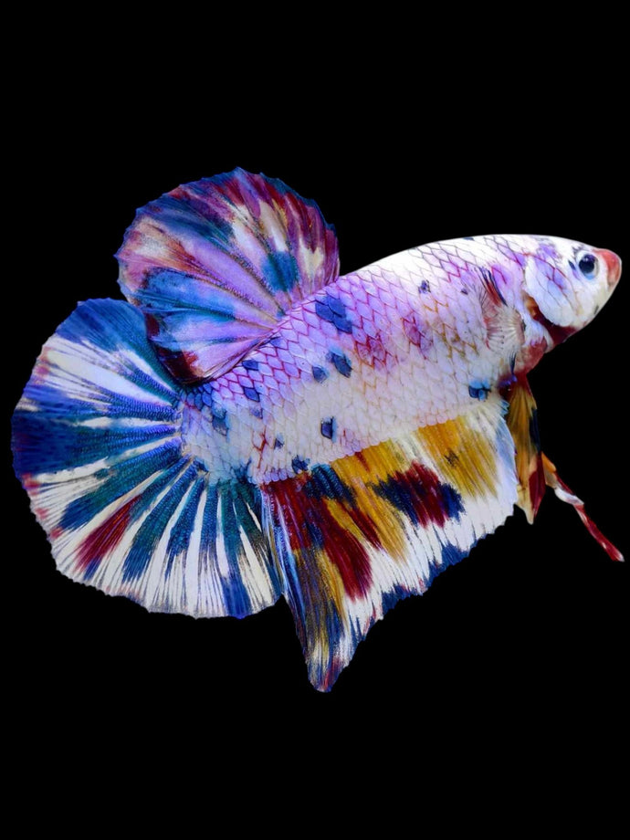 GIANT Male Halfmoon Plakat - Unicorn #2105 - Live Betta Fish