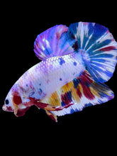 Load image into Gallery viewer, GIANT Male Halfmoon Plakat - Unicorn #2105 - Live Betta Fish
