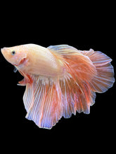 Load image into Gallery viewer, Male Rosetail - Pastel #2105 - Live Betta Fish (GILL DEFECT)
