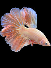 Load image into Gallery viewer, Male Rosetail - Pastel #2105 - Live Betta Fish (GILL DEFECT)
