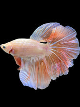 Load image into Gallery viewer, Male Rosetail - Pastel #2105 - Live Betta Fish (GILL DEFECT)
