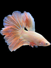 Load image into Gallery viewer, Male Rosetail - Pastel #2105 - Live Betta Fish (GILL DEFECT)
