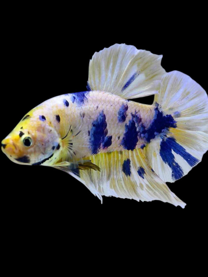 GIANT Male Halfmoon Plakat - Candy #2106 - Live Betta Fish
