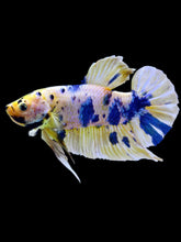 Load image into Gallery viewer, GIANT Male Halfmoon Plakat - Candy #2106 - Live Betta Fish
