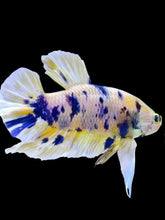 Load image into Gallery viewer, GIANT Male Halfmoon Plakat - Candy #2106 - Live Betta Fish

