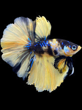 Load image into Gallery viewer, Male Rosetail - Yellow Galaxy #2106 - Live Betta Fish
