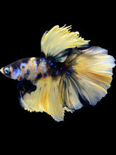 Load image into Gallery viewer, Male Rosetail - Yellow Galaxy #2106 - Live Betta Fish
