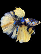 Load image into Gallery viewer, Male Rosetail - Yellow Galaxy #2106 - Live Betta Fish
