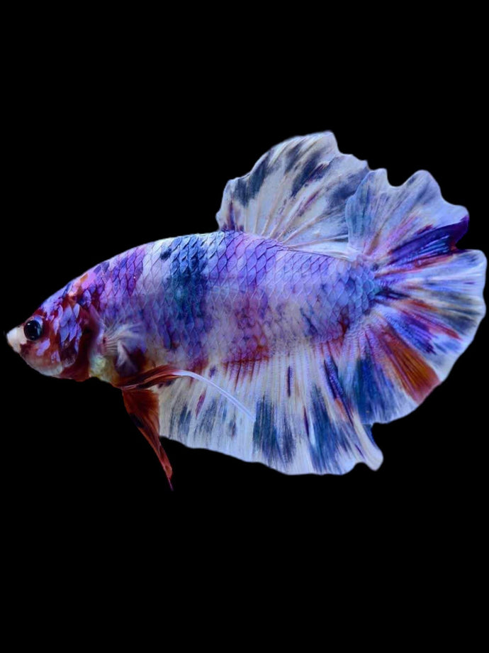 GIANT Male Halfmoon Plakat - Purple Candy #2107 - Live Betta Fish