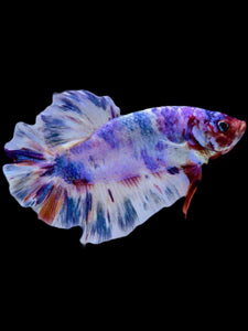 GIANT Male Halfmoon Plakat - Purple Candy #2107 - Live Betta Fish
