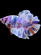Load image into Gallery viewer, GIANT Male Halfmoon Plakat - Purple Candy #2107 - Live Betta Fish
