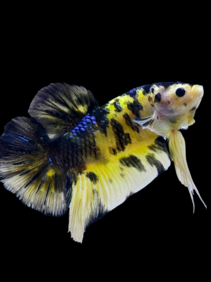 GIANT Male Halfmoon Plakat - Yellow Tiger #2108 - Live Betta Fish