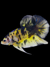 Load image into Gallery viewer, GIANT Male Halfmoon Plakat - Yellow Tiger #2108 - Live Betta Fish
