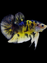 Load image into Gallery viewer, GIANT Male Halfmoon Plakat - Yellow Tiger #2108 - Live Betta Fish

