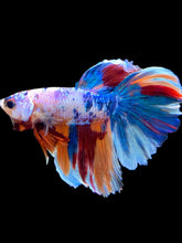 Load image into Gallery viewer, Male Halfmoon - Galaxy #2108 - Live Betta Fish
