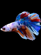 Load image into Gallery viewer, Male Halfmoon - Galaxy #2108 - Live Betta Fish
