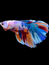 Load image into Gallery viewer, Male Halfmoon - Galaxy #2108 - Live Betta Fish
