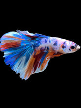 Load image into Gallery viewer, Male Halfmoon - Galaxy #2108 - Live Betta Fish
