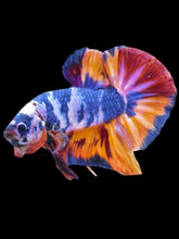 Load image into Gallery viewer, GIANT Male Halfmoon Plakat - Multicolor #2109 - Live Betta Fish
