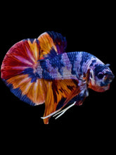 Load image into Gallery viewer, GIANT Male Halfmoon Plakat - Multicolor #2109 - Live Betta Fish

