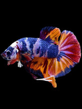 Load image into Gallery viewer, GIANT Male Halfmoon Plakat - Multicolor #2109 - Live Betta Fish
